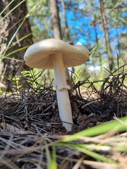 Amanita virosa