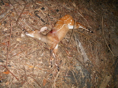 Tragelaphus scriptus