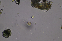 Cocconeis