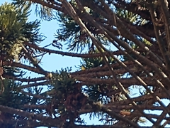 Pitangus sulphuratus