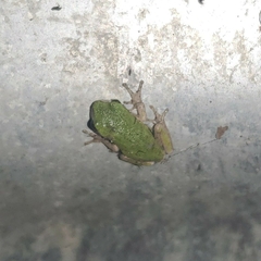 Hyla versicolor