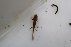 Lissotriton