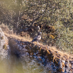 Neophron percnopterus