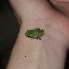 Hyla versicolor