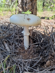 Amanita virosa