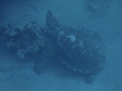 Eretmochelys imbricata