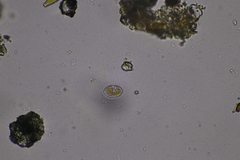 Cocconeis