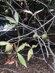 Aesculus glabra