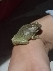 Hyla arborea