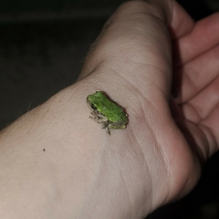 Hyla versicolor