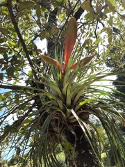 Tillandsia jaliscomonticola