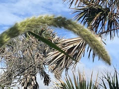Setaria magna