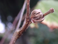Phytoptus avellanae