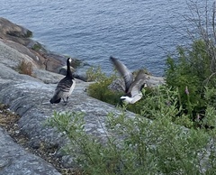 Branta leucopsis
