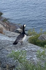 Branta leucopsis