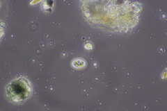 Cocconeis