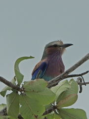 Coracias caudatus