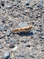 Dissosteira spurcata