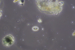 Cocconeis