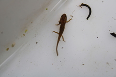 Lissotriton