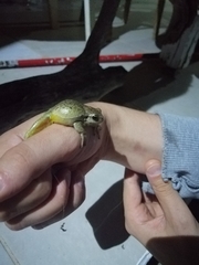 Hyla arborea