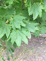 Acer circinatum