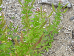 Polanisia dodecandra