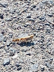 Dissosteira spurcata