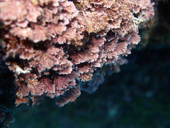 Corallina