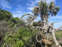 Setaria magna