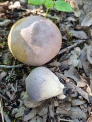 Apioperdon pyriforme