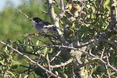 Curruca melanocephala