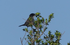 Curruca melanocephala