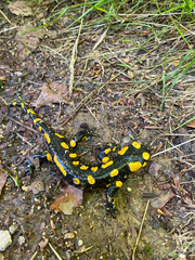 Salamandra salamandra