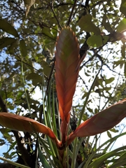 Tillandsia jaliscomonticola