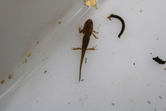 Lissotriton