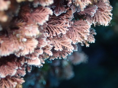 Corallina