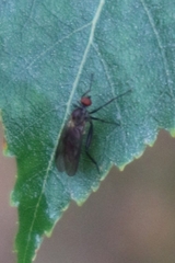 Empidoidea