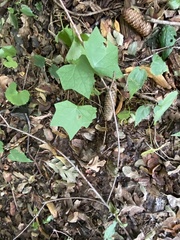 Menispermum canadense