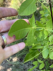 Ptelea trifoliata