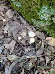 Marasmius capillaris