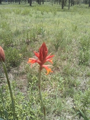 Dichromanthus cinnabarinus