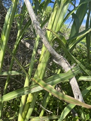 Setaria magna