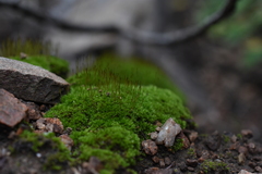 Syntrichia ruralis