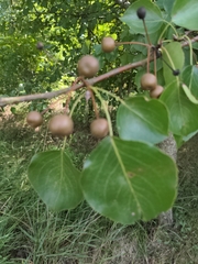 Pyrus calleryana