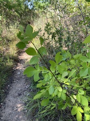 Ptelea trifoliata