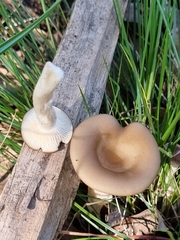 Rhodocybe