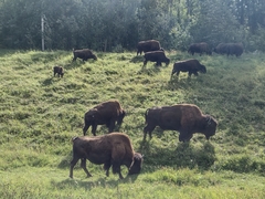 Bison bison athabascae