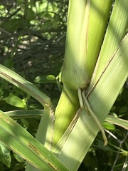 Setaria magna