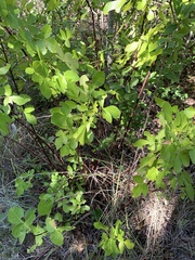 Ptelea trifoliata